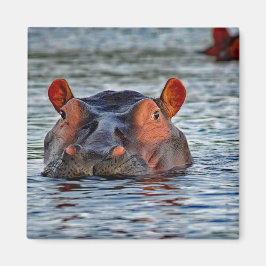 Vilda flodhästar vatten foto magnet