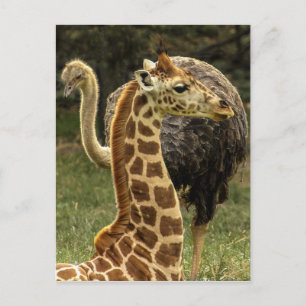 Vilda foton av giraff och struts vykort