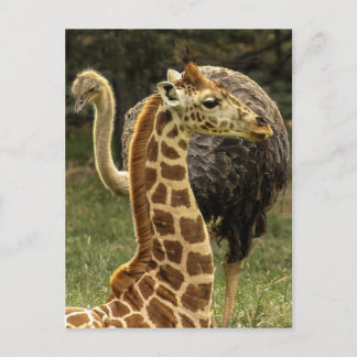 Vilda foton av giraff och struts vykort
