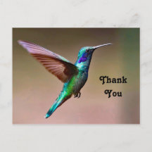 Vilda gröna kolibri Foto Tack