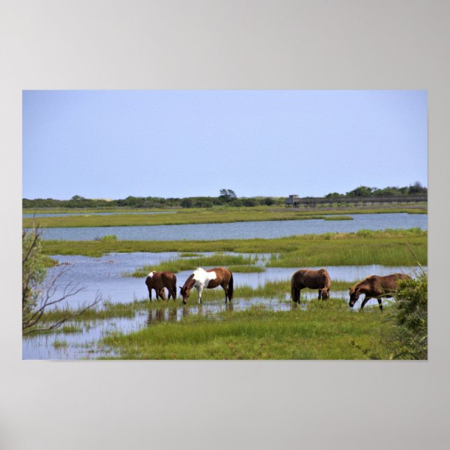 Vilda hästar av Assateague-affisch Poster (Framsidan)