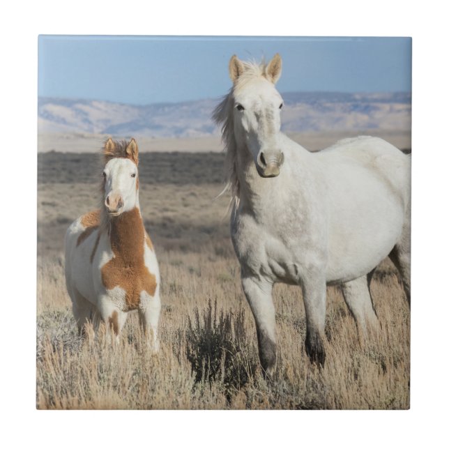 Vilda hästar hemma i Sandwash Basin Kakelplatta (Framsidan)