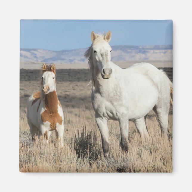 Vilda hästar hemma i Sandwash Basin Magnet (Framsidan)