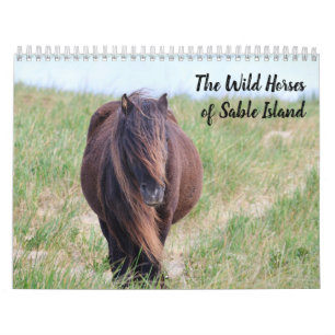 Vilda hästar på Sable Island-kalender Kalender