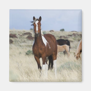 Vilda hästar, Steens Mountains Magnet