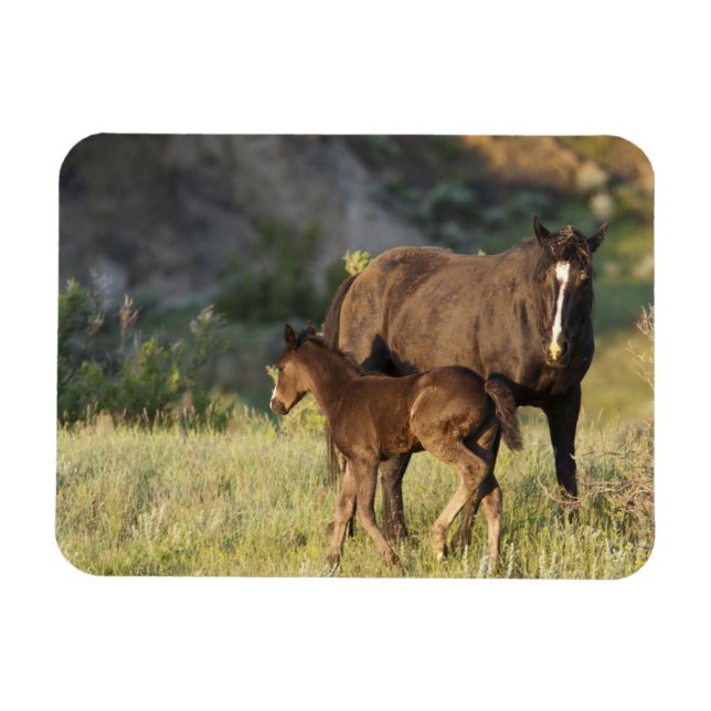 Vilda hästar vid Theodore Roosevelt National Park Magnet (Horisontell)