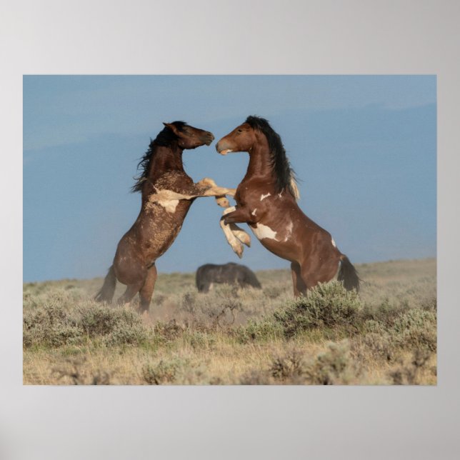 Vilda hästston kämpande poster (Framsidan)