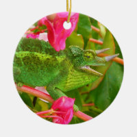 Vilda Jacksons kameleont på den Maui ön Hawaii