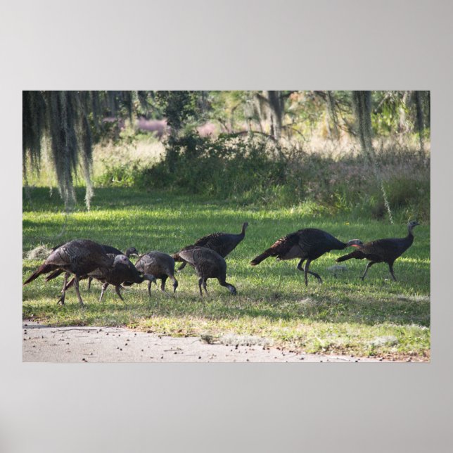 Vilda kalkoner i gräs fotografi poster (Framsidan)