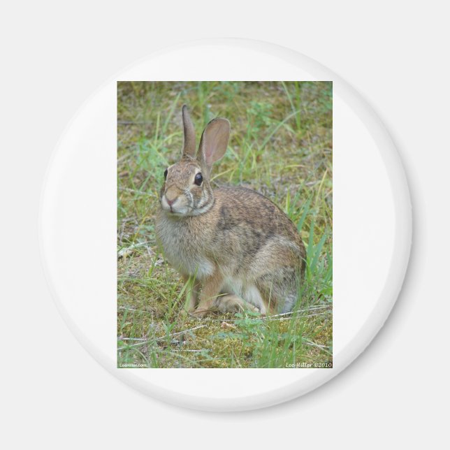 Vilda kanin östra bomullssvanskläder och presenter magnet (Framsidan)