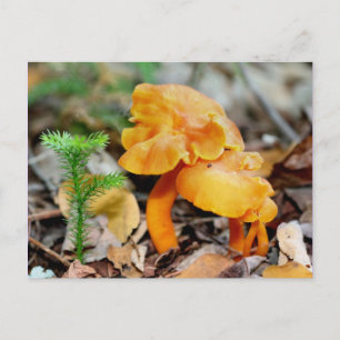 Vilda Orange Svampar Naturfotografering Vykort