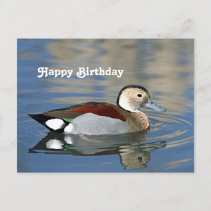 Vilda Ringad Teal Anka Foto Födelsedag Vykort