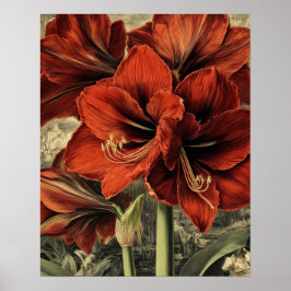 vilda röda amaryllisblommor poster