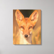 Vilda Röda Rävens Ögon Wildlife Fotografier