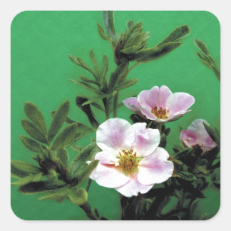 vilda rosa rosenblommor i grönt, Elegant Fyrkantigt Klistermärke
