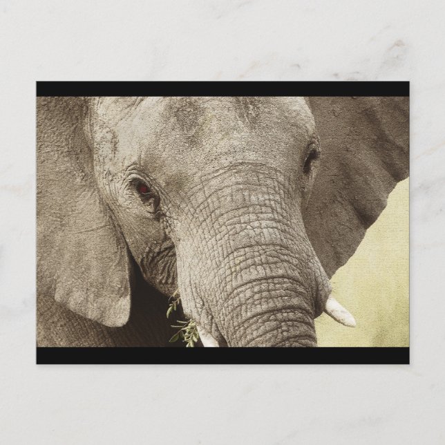 Vilda safari-postkort med afrikansk elefant vykort (Framsida)