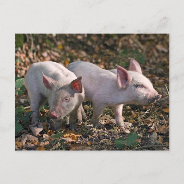 Vilda smågrisar vykort (Framsida)