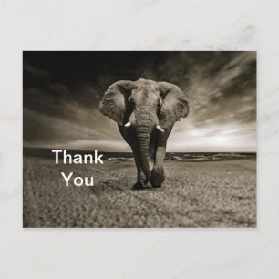 Vilda tjuren Elefant Foto Tack Vykort