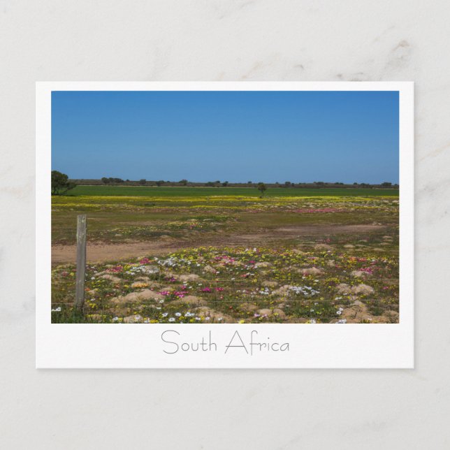 Vilda västkustblommor Sydafrika SA Vykort (Framsida)