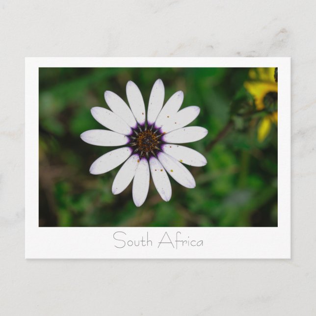 Vilda västkustblommor Sydafrika SA Vykort (Framsida)