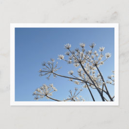 Vilda vinterblommor vykort