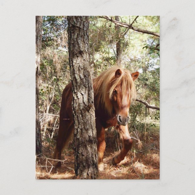 Vilda vykort, vildhäst, Assateague Island Vykort (Framsida)