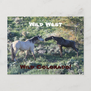 Vilda western Colorado Funny Vykort