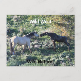 Vilda western Vild Nature Funny Horse and Moose Vykort