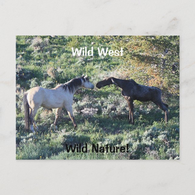 Vilda western Vild Nature Funny Horse and Moose Vykort (Framsida)