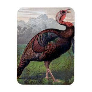 Vildamerikanen Turkiet reser upp, illustrationen Magnet