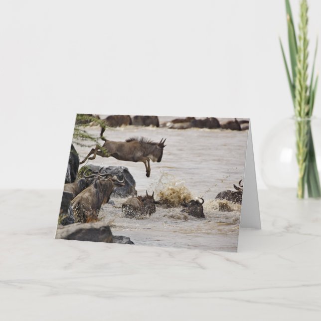 Vildast hoppande in i Mara River under Kort (Framsida)