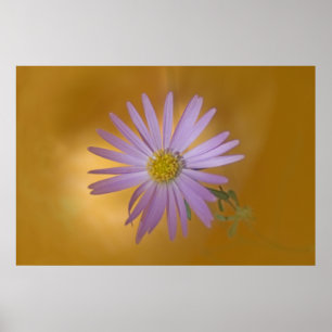 Vildblomma för MojaveAster Poster