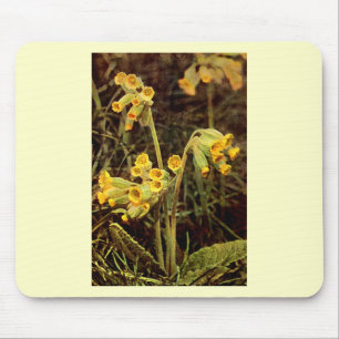 Vildblomma: Gullviva Musmatta