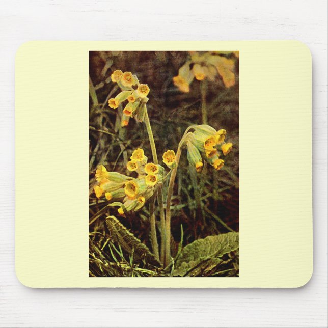 Vildblomma: Gullviva Musmatta (Framsidan)