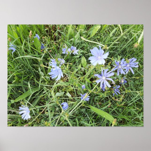 Vildblomma Poster (Framsidan)