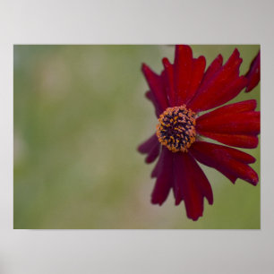 Vildblomma Poster 1