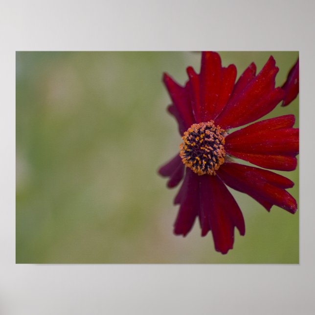 Vildblomma Poster 1 (Framsidan)