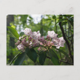 Vildblomma Postkort för Mountain Laurel Vykort