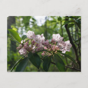 Vildblomma Postkort för Mountain Laurel Vykort