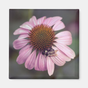 Vildblomma - purpurfärgade Coneflower/Echinacea Magnet