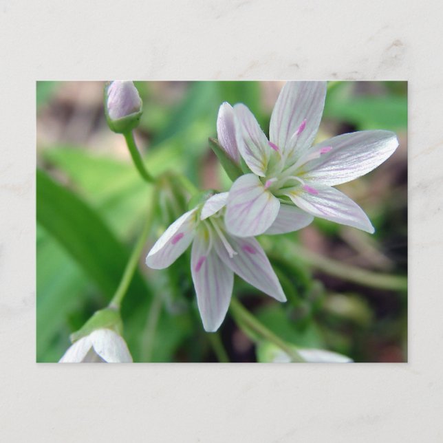 Vildblomma Vykort (Framsida)