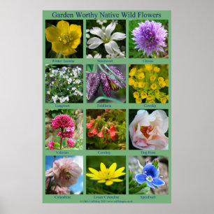 Vildblommaaffisch Poster