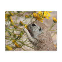 Vildblommamellanmålvykort