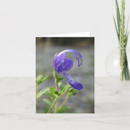 Vildblomman noterar kortet kort