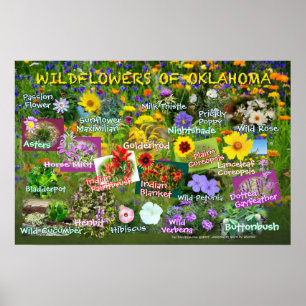 Vildblommar av den Oklahoma affischen 19v60 Poster