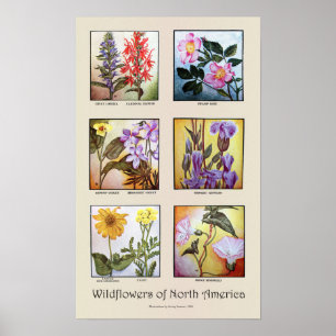Vildblommar av Nordamerika [A] Poster