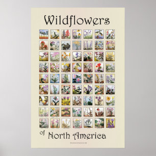 Vildblommar av Nordamerika Poster
