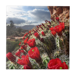 Vildblommar - grand Canyon - Arizona Kakelplatta