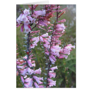 Vildblommor av rosa heath hälsningskort