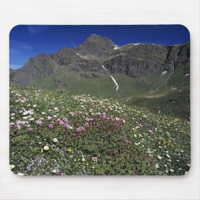 Vildblommor, blommande, Alperna, Schweiz Musmatta (Framsidan)